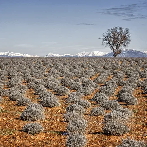 <strong>Paysages #1123 - Valensole | 04</strong> <small>© Rémy SALAÜN</small>