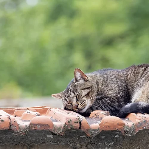 <strong>Animalité #1068 - </strong> <small>© Rémy SALAÜN</small>