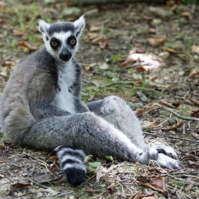 <strong>Animalité #1049 - </strong> <small>© Rémy SALAÜN</small>