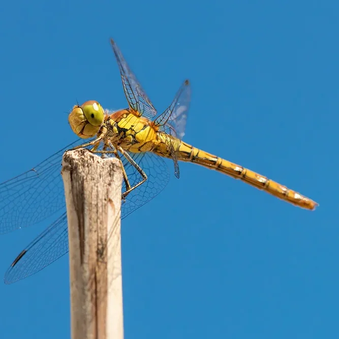 <strong>Animalité #1102 - </strong> <small>© Rémy SALAÜN</small>