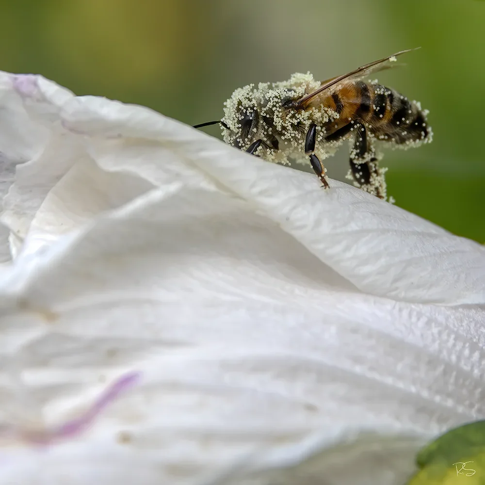 <strong>Animalité #1085 - </strong> <small>© Rémy SALAÜN</small>