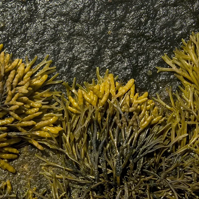 <strong>Vue Sur Mer #579 - Saint-Pierre (Penmarc'h) | 29</strong> <small>© Rémy SALAÜN</small>