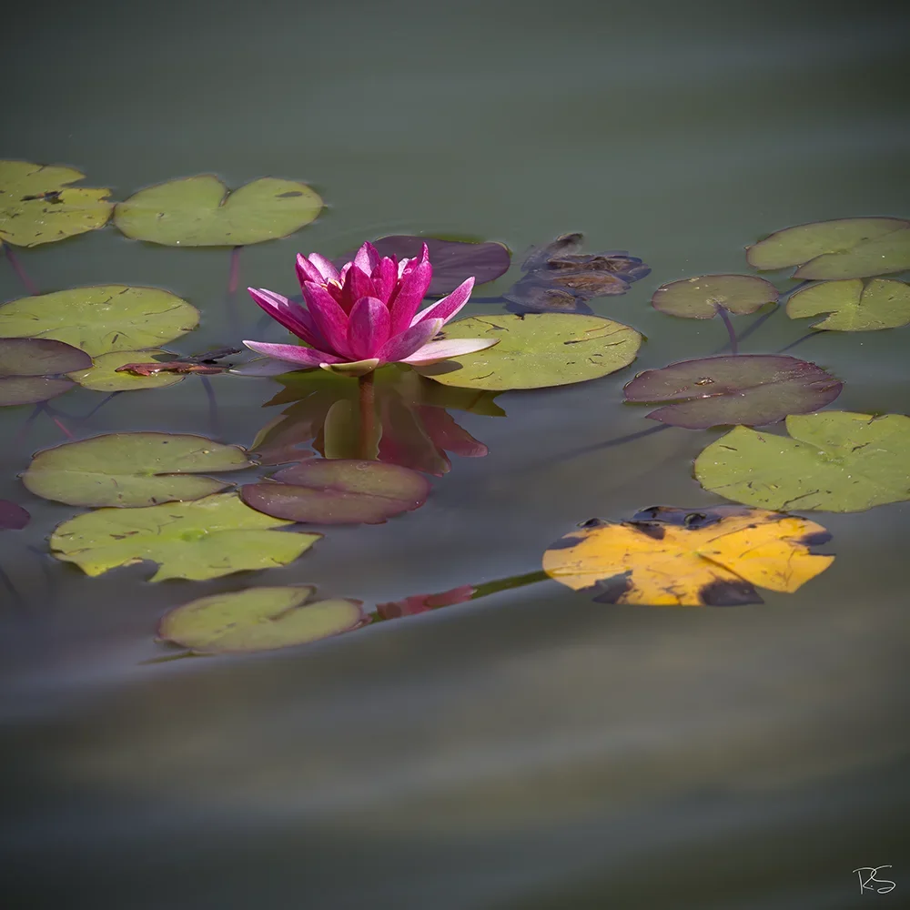<strong>Flore #1530 - </strong> <small>© Rémy SALAÜN</small>