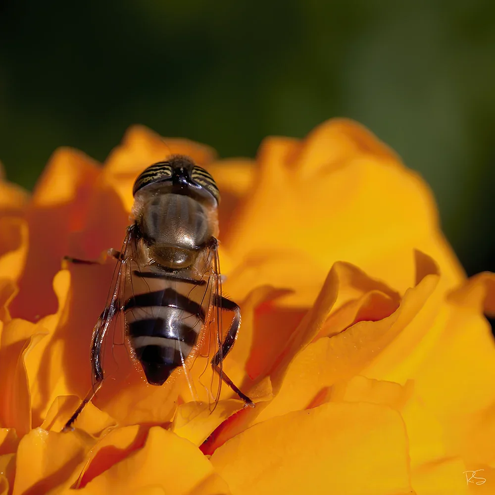 <strong>Animalité #1097 - </strong> <small>© Rémy SALAÜN</small>