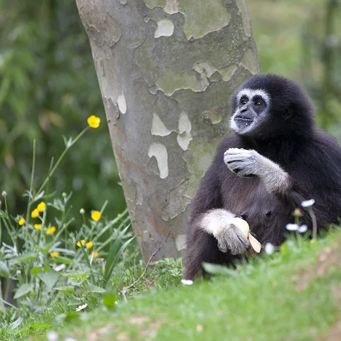 <strong>Animalité #1067 - </strong> <small>© Rémy SALAÜN</small>