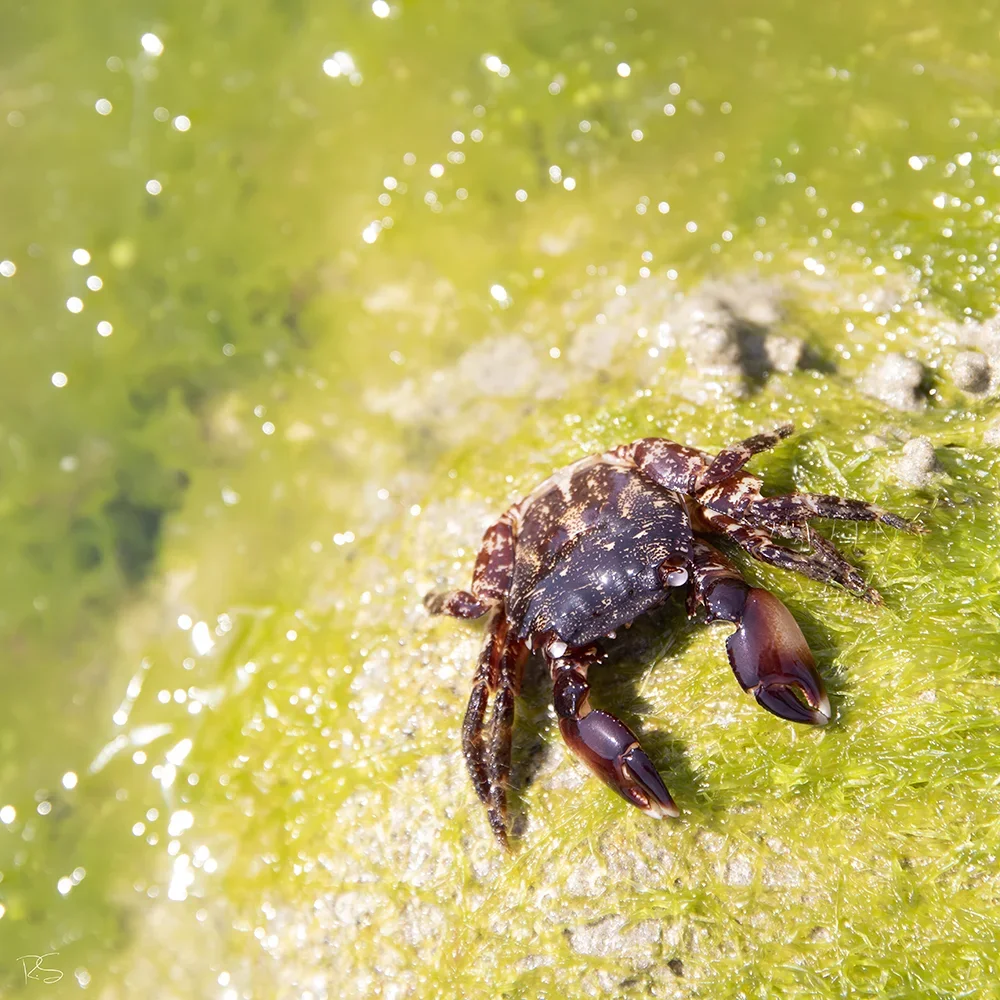 <strong>Vue Sur Mer #659 - Saint-Pierre (Penmarc'h) | 29</strong> <small>© Rémy SALAÜN</small>