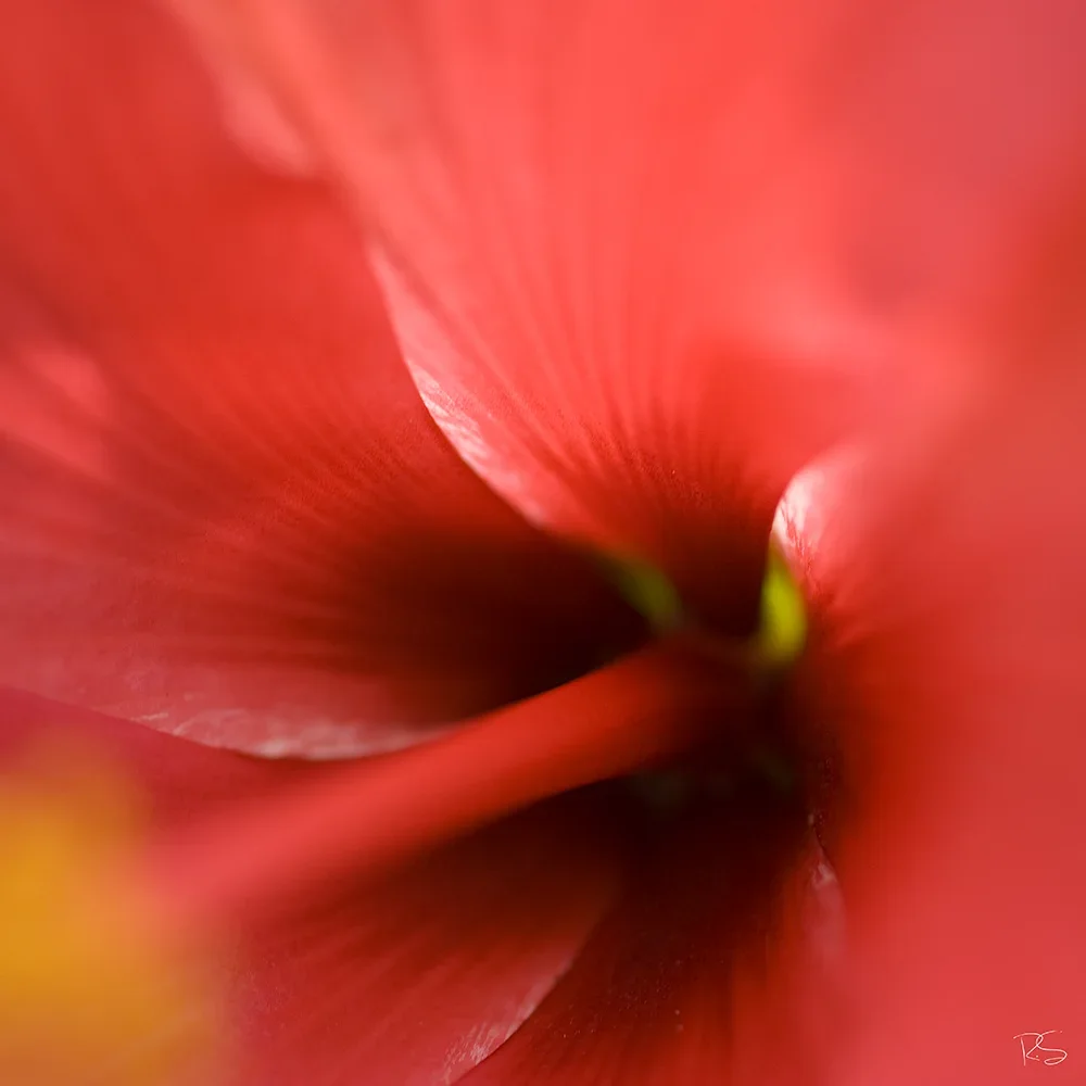 <strong>Flore #1534 - </strong> <small>© Rémy SALAÜN</small>