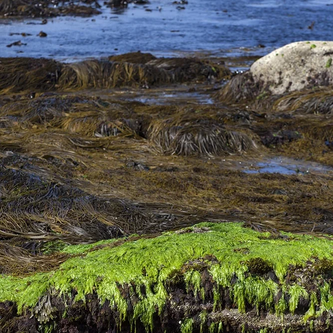 <strong>Vue Sur Mer #561 - Saint-Pierre (Penmarc'h) | 29</strong> <small>© Rémy SALAÜN</small>