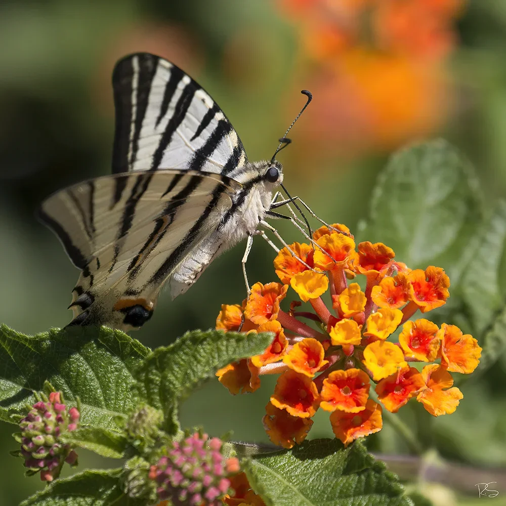 <strong>Animalité #1110 - </strong> <small>© Rémy SALAÜN</small>