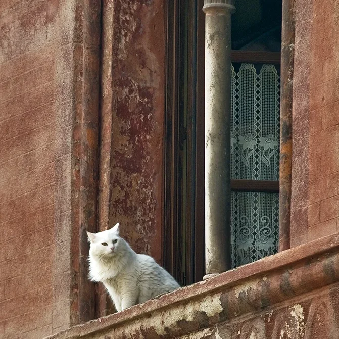 <strong>Animalité #1093 - </strong> <small>© Rémy SALAÜN</small>