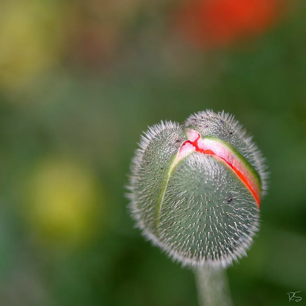 <strong>Flore #1527 - </strong> <small>© Rémy SALAÜN</small>