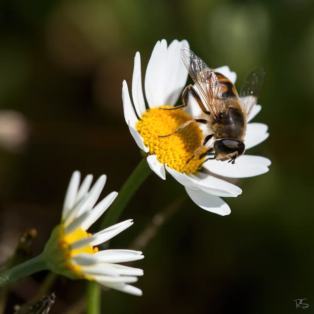 <strong>Animalité #1115 - </strong> <small>© Rémy SALAÜN</small>