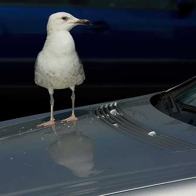 <strong>Animalité #1099 - </strong> <small>© Rémy SALAÜN</small>