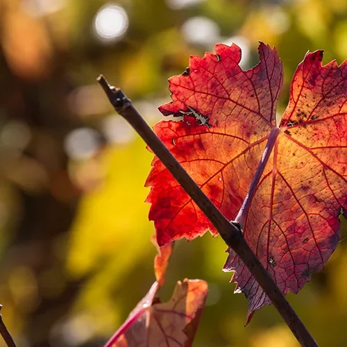 <strong>Paysages #1130 - Essômes-sur-Marne | 02</strong> <small>© Rémy SALAÜN</small>