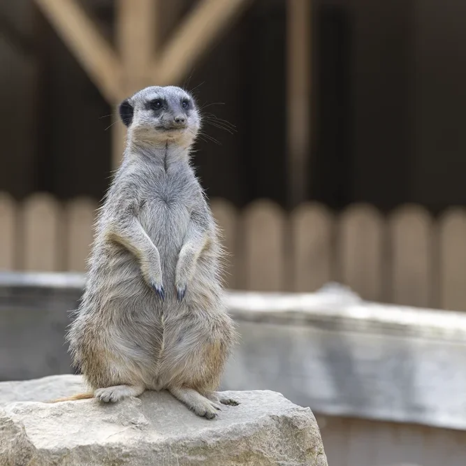 <strong>Animalité #1047 - </strong> <small>© Rémy SALAÜN</small>