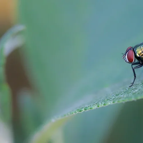 <strong>Animalité #1089 - </strong> <small>© Rémy SALAÜN</small>