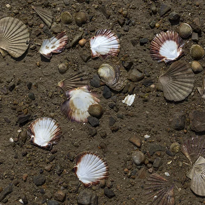 <strong>Vue Sur Mer #713 - Le Minihic-sur-Rance | 35</strong> <small>© Rémy SALAÜN</small>