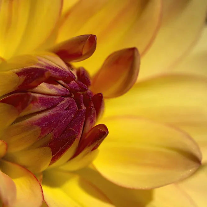 <strong>Flore #1528 - </strong> <small>© Rémy SALAÜN</small>