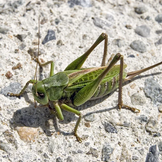 <strong>Animalité #1117 - </strong> <small>© Rémy SALAÜN</small>