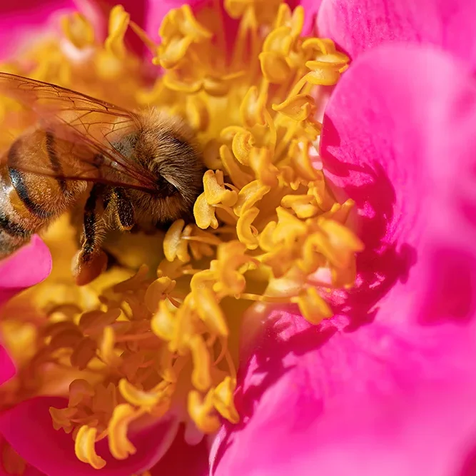 <strong>Animalité #1081 - </strong> <small>© Rémy SALAÜN</small>