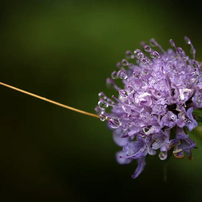 <strong>Après la Pluie #2482 - </strong> <small>© Rémy SALAÜN</small>
