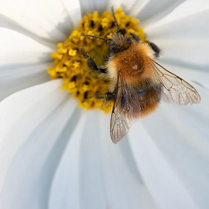 <strong>Animalité #1076 - </strong> <small>© Rémy SALAÜN</small>