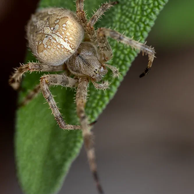 <strong>Animalité #1078 - </strong> <small>© Rémy SALAÜN</small>