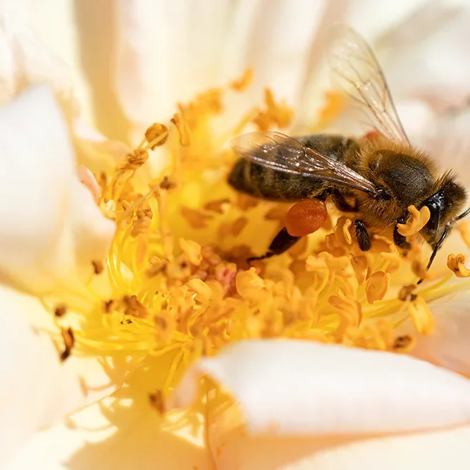 <strong>Animalité #1084 - </strong> <small>© Rémy SALAÜN</small>