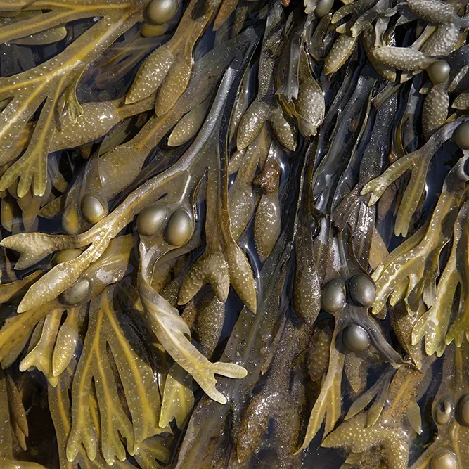 <strong>Vue Sur Mer #660 - Saint-Pierre (Penmarc'h) | 29</strong> <small>© Rémy SALAÜN</small>