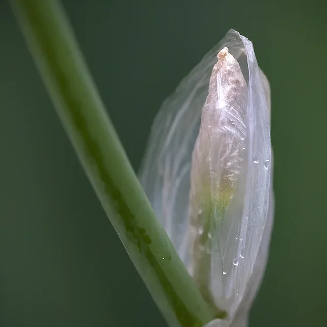 <strong>Après la Pluie #1255 - </strong> <small>© Rémy SALAÜN</small>
