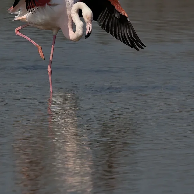 <strong>Animalité #1119 - </strong> <small>© Rémy SALAÜN</small>