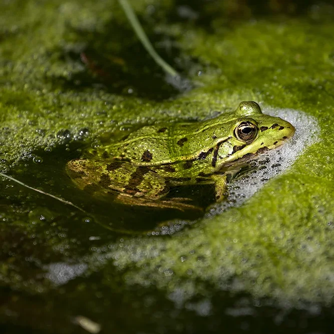 <strong>Animalité #1046 - </strong> <small>© Rémy SALAÜN</small>