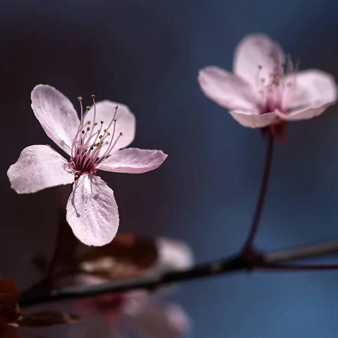 <strong>Flore #2182 - </strong> <small>© Rémy SALAÜN</small>