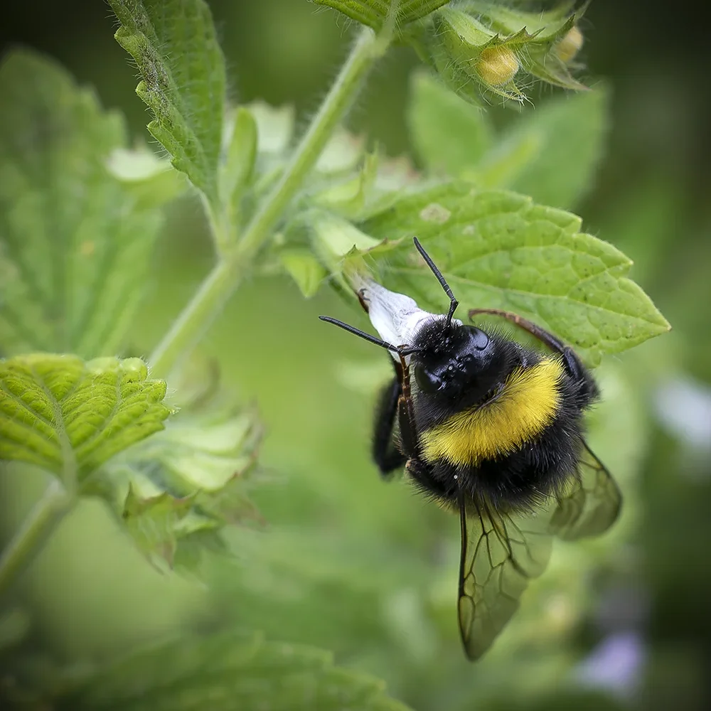 <strong>Animalité #1055 - </strong> <small>© Rémy SALAÜN</small>