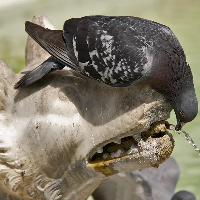 <strong>Animalité #1095 - </strong> <small>© Rémy SALAÜN</small>