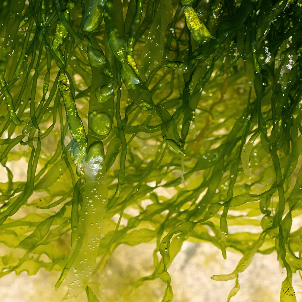 <strong>Vue Sur Mer #649 - Saint-Pierre (Penmarc'h) | 29</strong> <small>© Rémy SALAÜN</small>