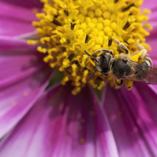 <strong>Animalité #1101 - </strong> <small>© Rémy SALAÜN</small>