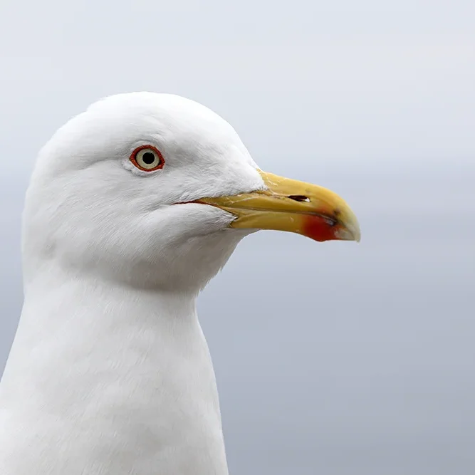 <strong>Vue Sur Mer #707 - Monaco</strong> <small>© Rémy SALAÜN</small>