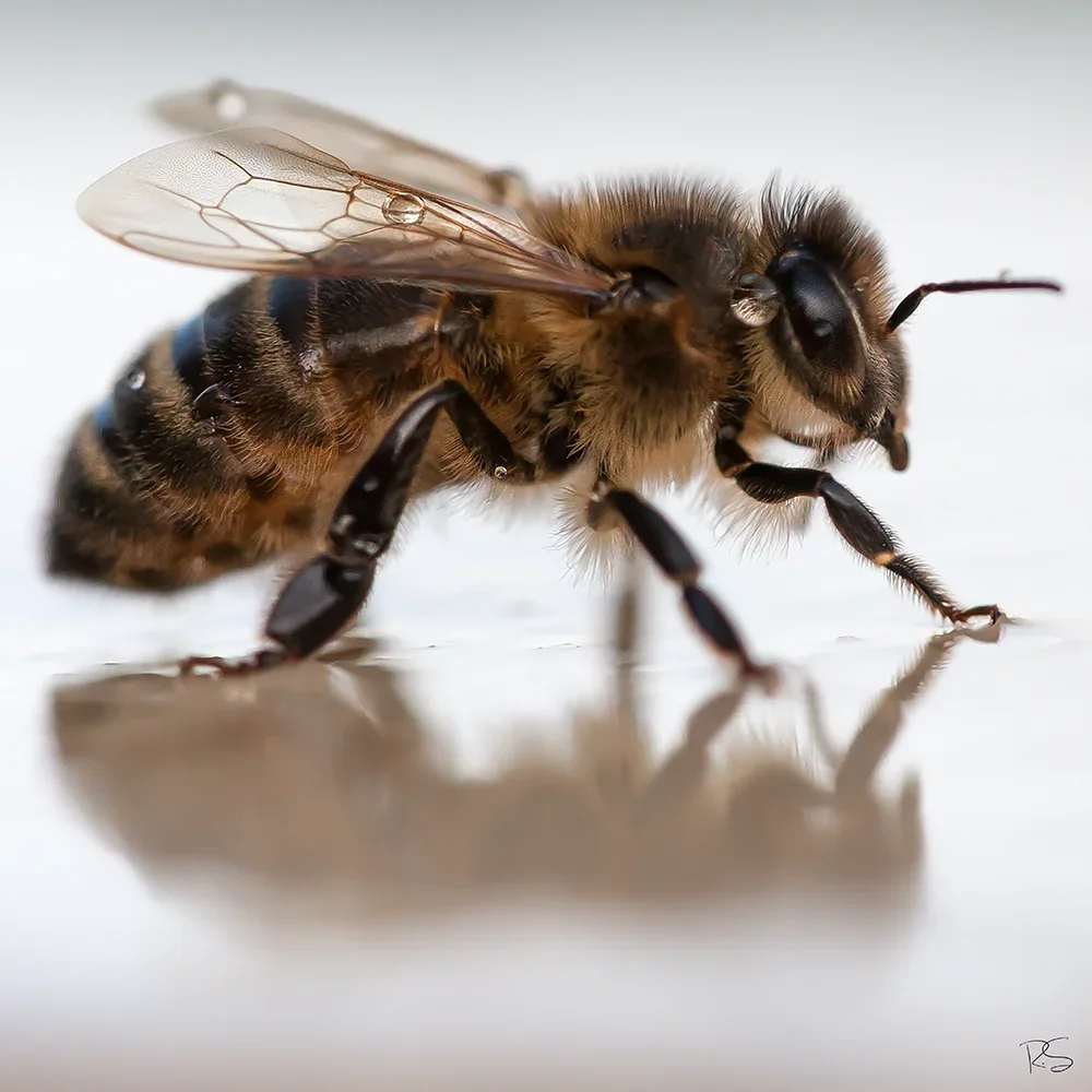 <strong>Animalité #1061 - </strong> <small>© Rémy SALAÜN</small>