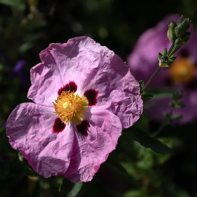 <strong>Flore #2711 - Salon-de-Provence | 13</strong> <small>© Rémy SALAÜN</small>