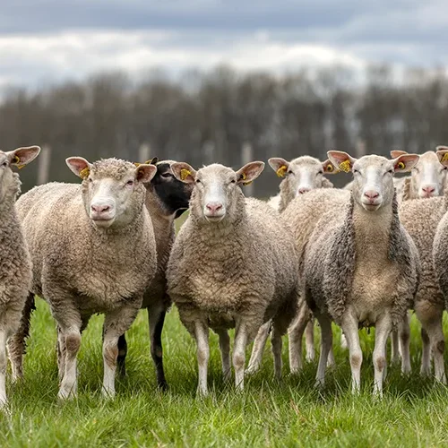 <strong>Animalité #1064 - </strong> <small>© Rémy SALAÜN</small>