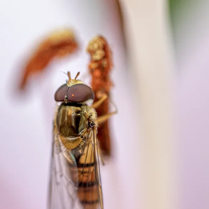 <strong>Animalité #1094 - </strong> <small>© Rémy SALAÜN</small>