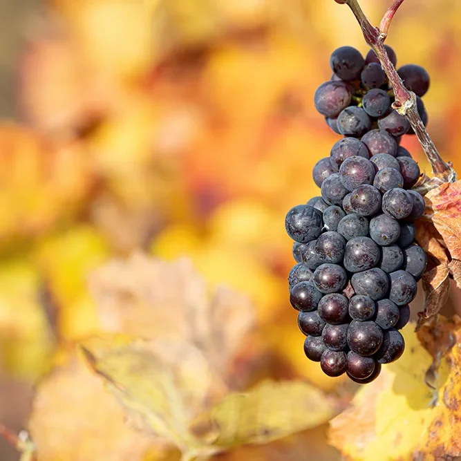 <strong>Paysages #1175 - Brasles | 02</strong> <small>© Rémy SALAÜN</small>