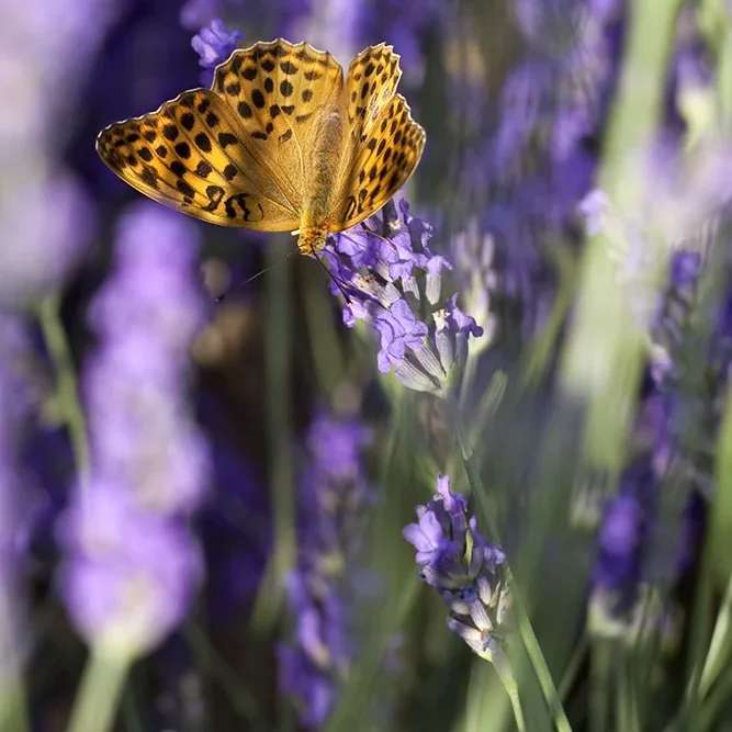 <strong>Animalité #1113 - </strong> <small>© Rémy SALAÜN</small>