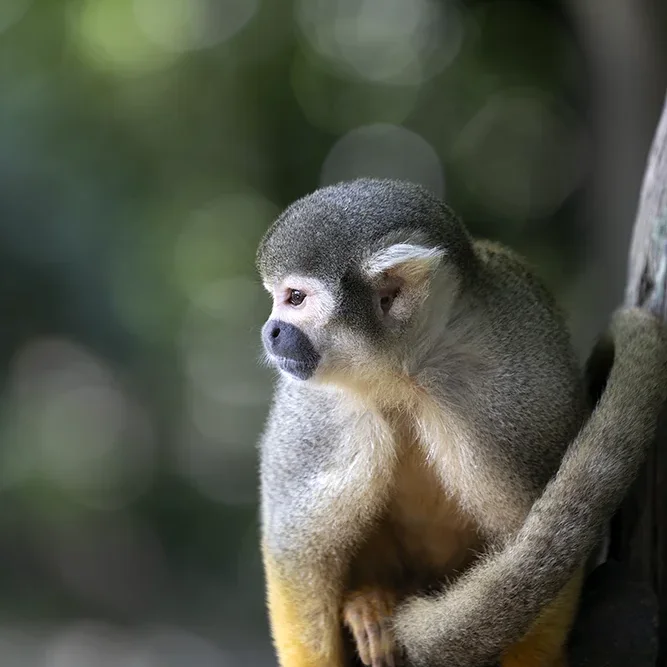 <strong>Animalité #1056 - </strong> <small>© Rémy SALAÜN</small>